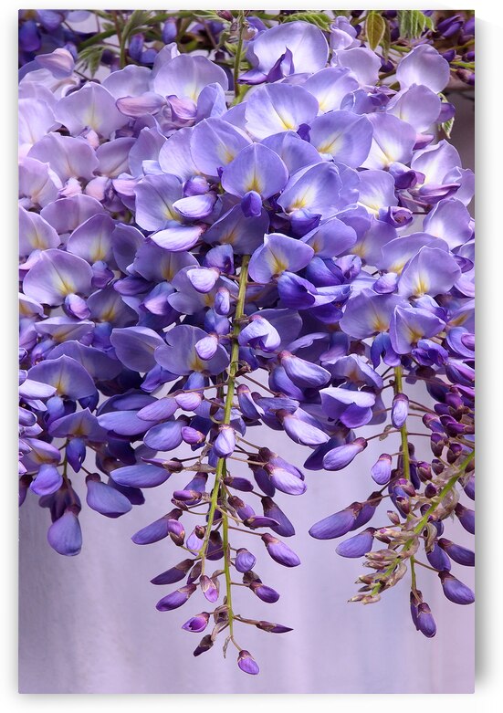 Purple Wisteria Flowers by Gill Billington
