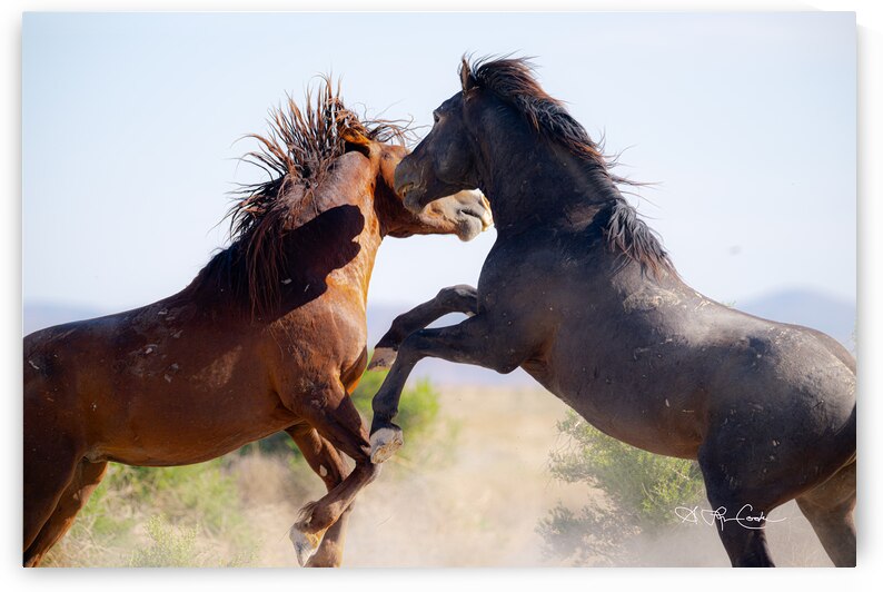 BZ9 0026 Enhanced NR 2 by Susan Lynn Cooke