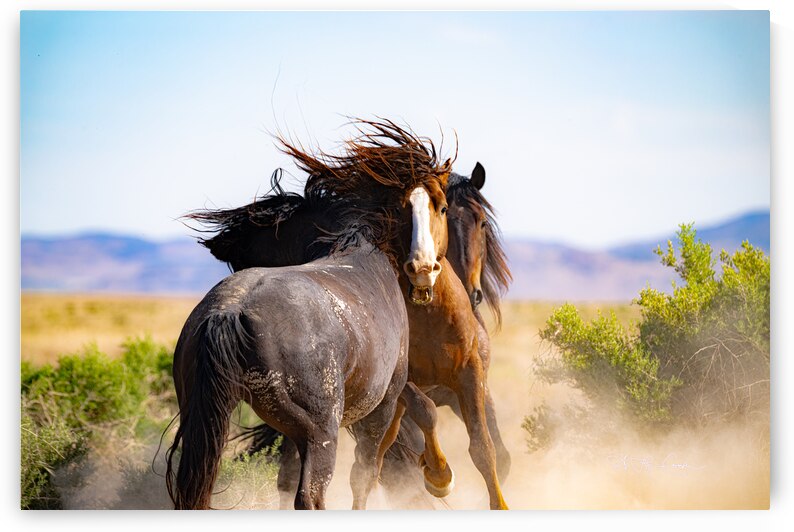 BZ9 0048 Enhanced NR by Susan Lynn Cooke