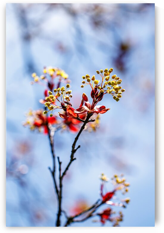 Red maple tree in full bloom by Heather Marie Clark