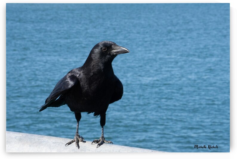 Crow at the Beach 1717431764.8933 by Michelle Nichols
