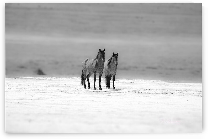 BZ9 1353 Enhanced NR by Susan Lynn Cooke