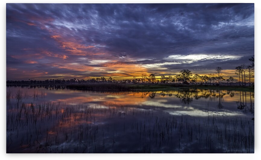 Gator Lake Florida Everglades by EarthsMoments by Marc Harris photographer