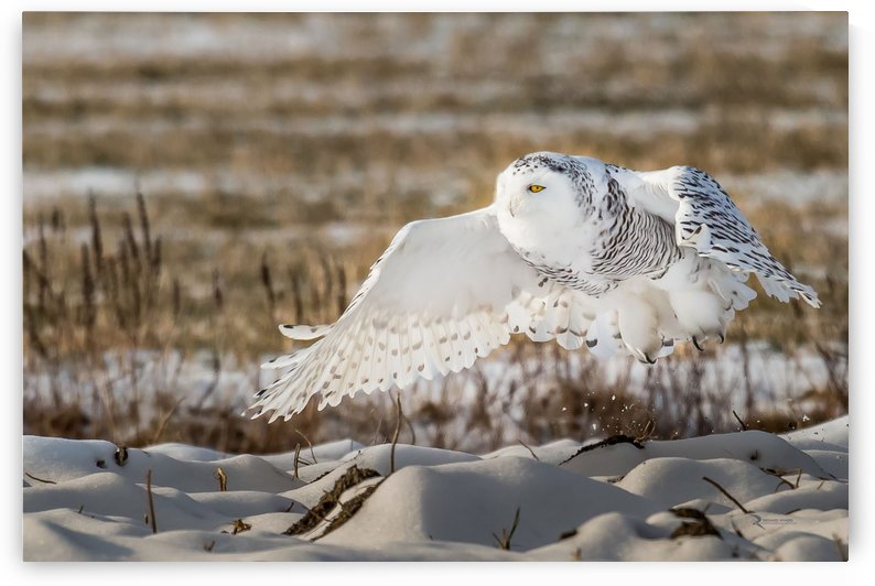 Envol by Richard Rivard