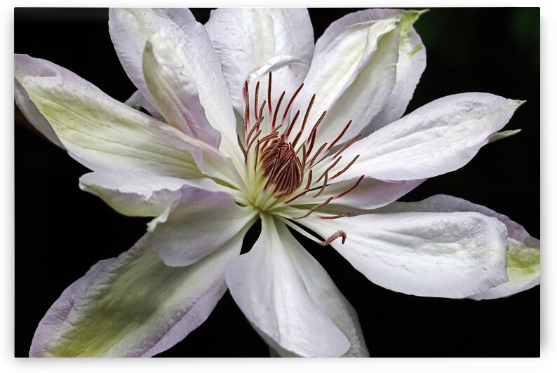 Hints Of Purple Clematis by Deb Oppermann