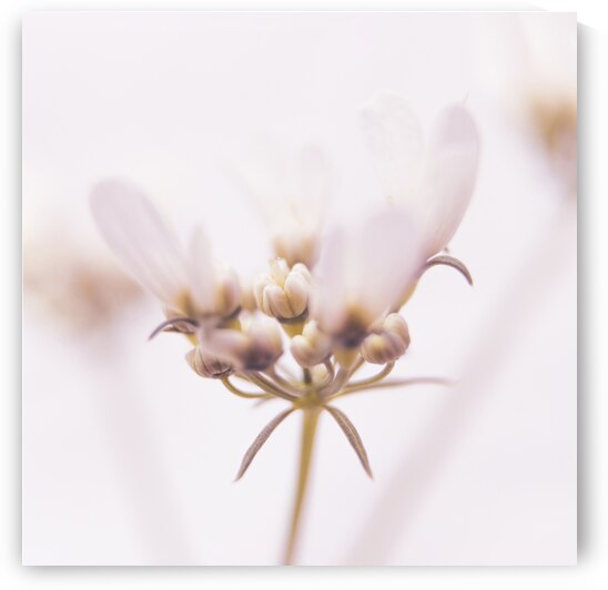 Tiny Coriander Flower  High Key Macro by Imladris