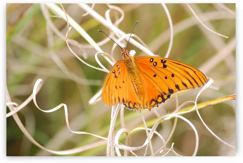 Gulf Fritillary  by WRR