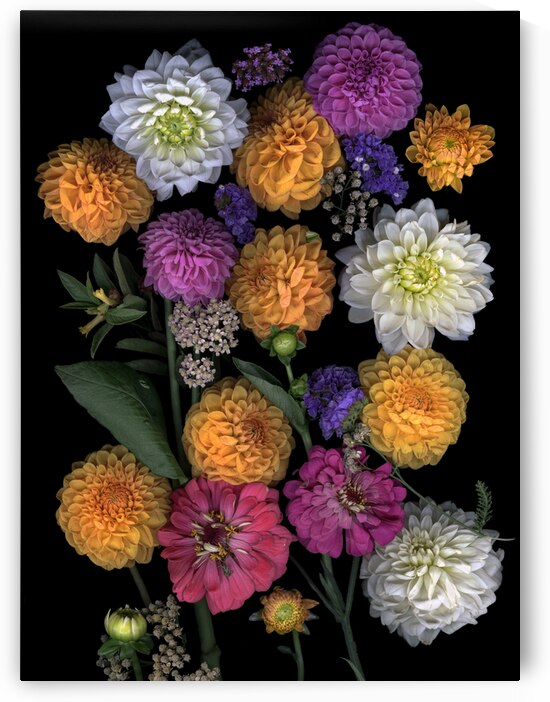 Multi color Dahlias   by Jane Baron