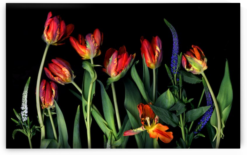 Dancing Parrot Tulips    by Jane Baron