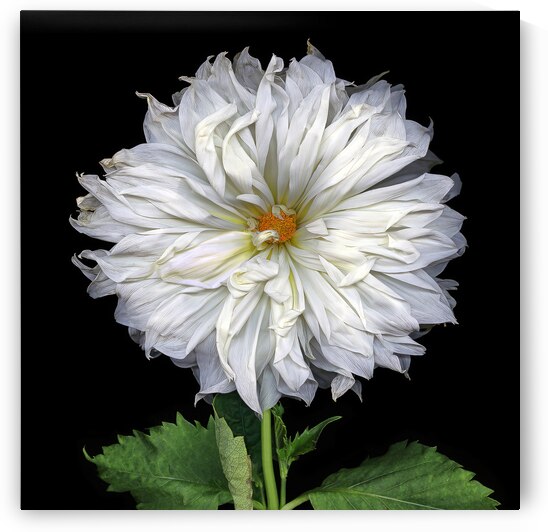 One White Dahlia by Jane Baron