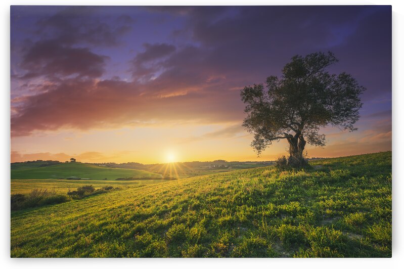 Olive tree at sunset. Maremma countryside landscape. Bibbona Tu by Stefano Orazzini