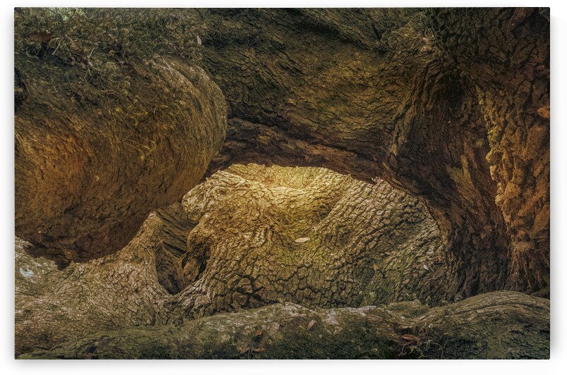 St. Johns Island Angel Oak Tree Branches by Norma Brandsberg Photography