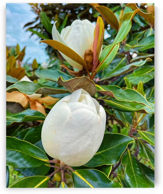 Magnolia Grandiflora About to Bloom by Bill Swartwout Photography