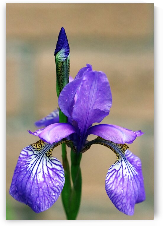 Pale Purple Siberian Iris by Deb Oppermann