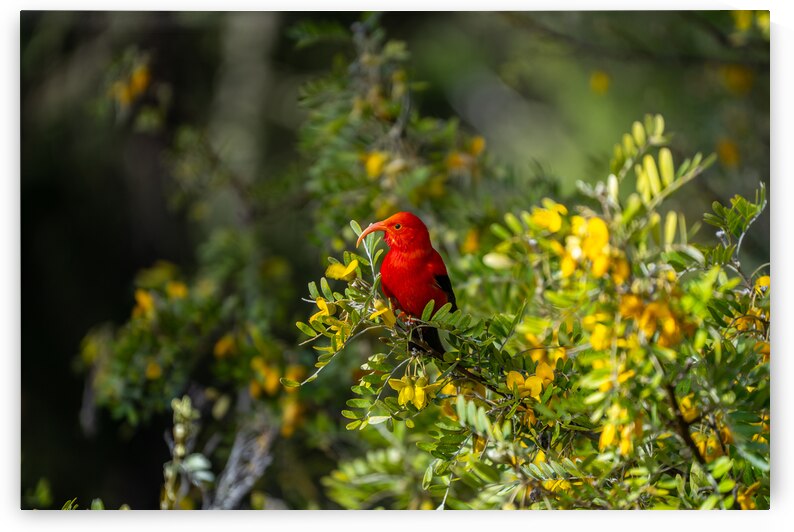 ʻIʻiwi in Mamane by Noah Lang