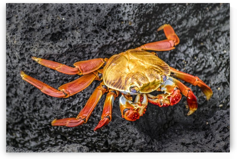 Colored Crab at Galapagos Island, Ecuador by Daniel Ferreia Leites Ciccarino