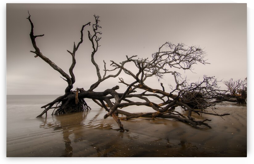 Twining Trees Botany Bay by Norma Brandsberg Photography