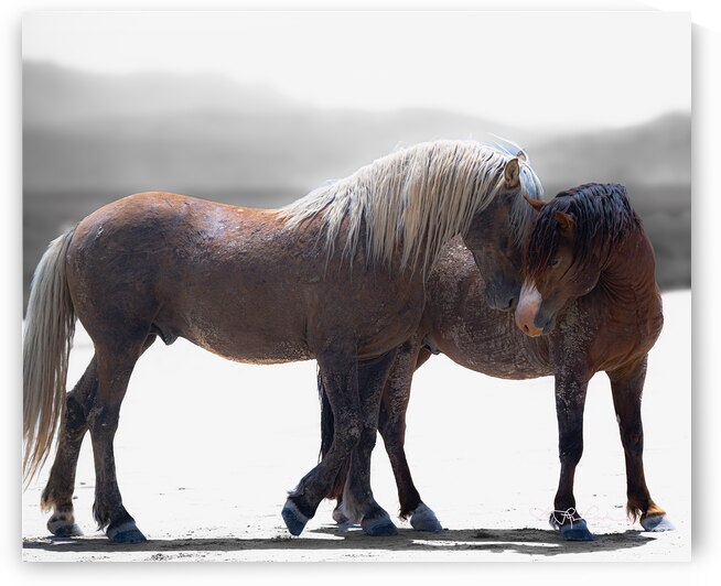 BZ9 0414 Enhanced NR by Susan Lynn Cooke