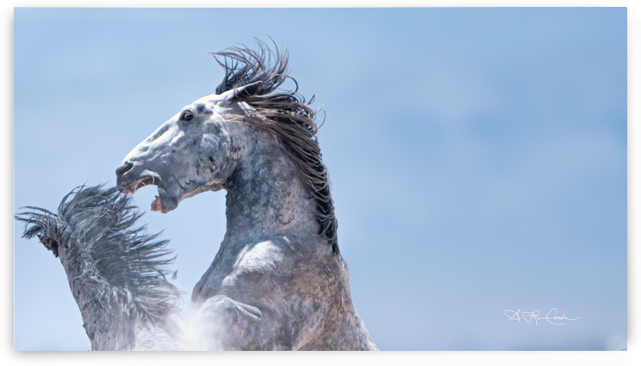 BZ9 1131 Enhanced NR 2 by Susan Lynn Cooke