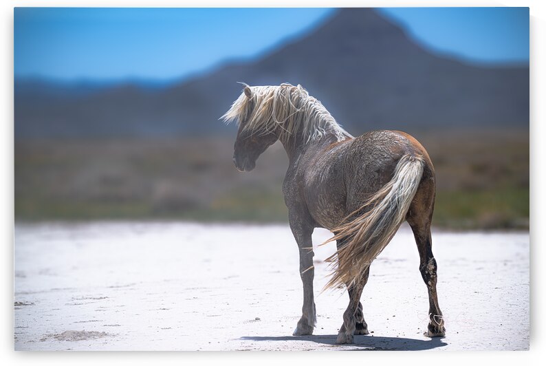 BZ9 0436 Enhanced NR 3 by Susan Lynn Cooke