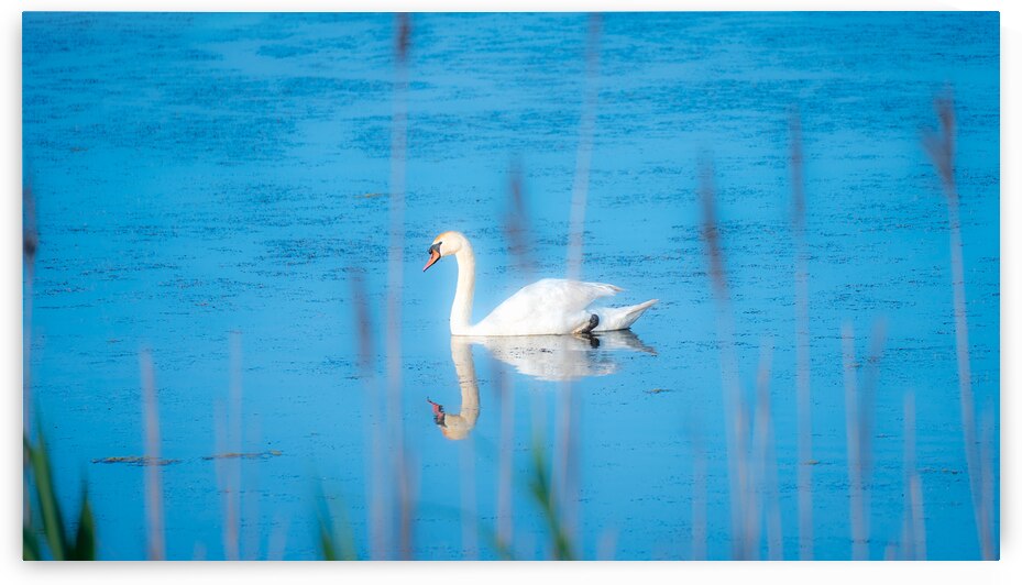 Swan on Bunker Pond by Jason Fink