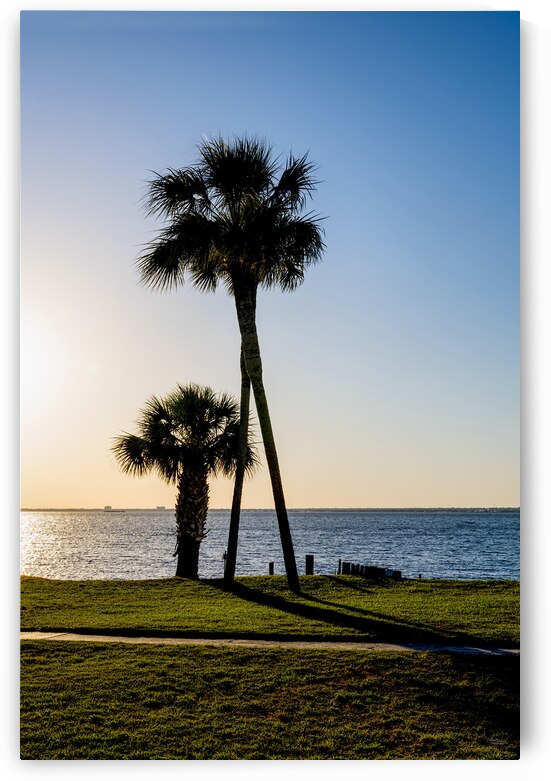 Three Leaning Palm Trees Gold Evening by Jennifer White