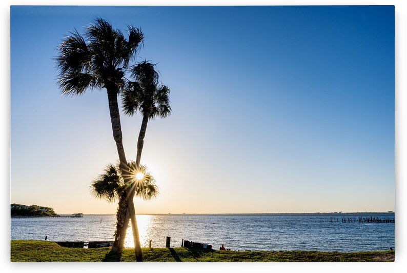 Palm Tree Sunburst Silhouette by Jennifer White