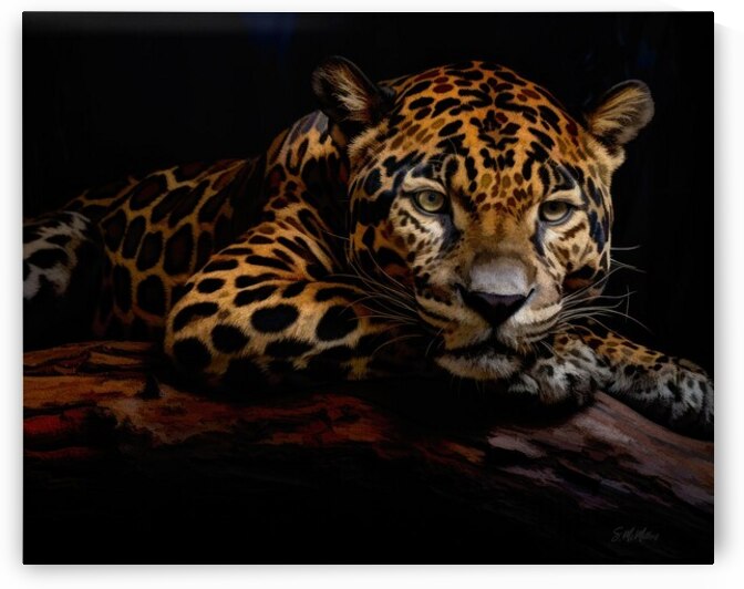 Resting Jaguar by Susanne McMillan Art