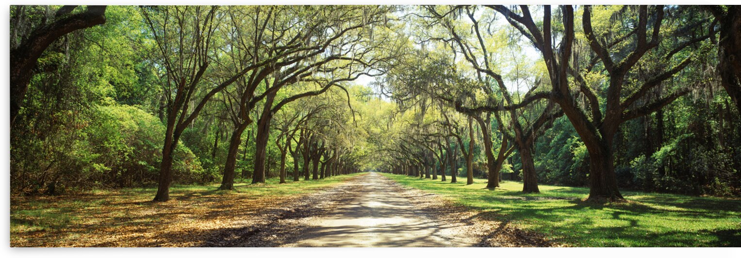 Live Oaks & Spanish Moss Wormsloe State Historic Site Savannah Georgia 85285 by Panoramic Images