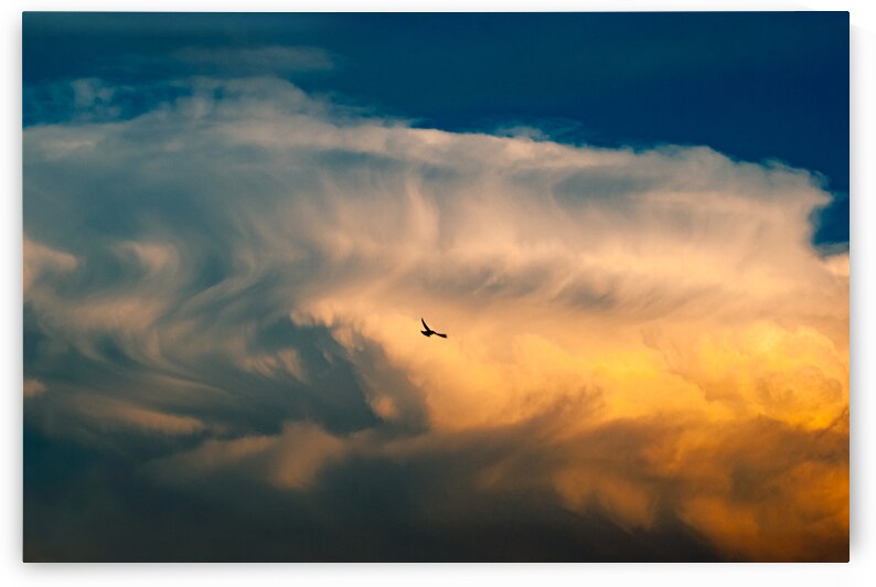 Free Bird by Light + Water Photography