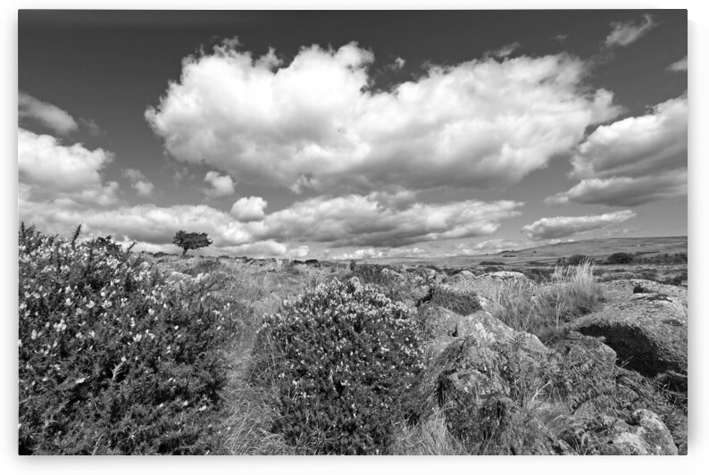 Wild Dartmoor Landscape Black and White by Gill Billington