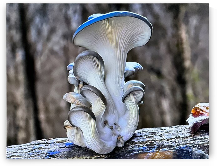Magic Mushrooms by Shea Michaels