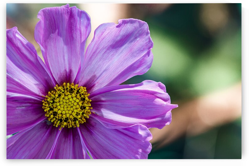 Portrait of a Cosmos in full bloom by Heather Marie Clark