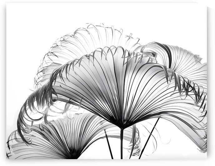 Ribbon Fan Palm Leaves by Pabodie Art
