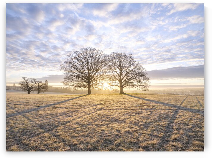 Meadow Majesty by Assaf Frank