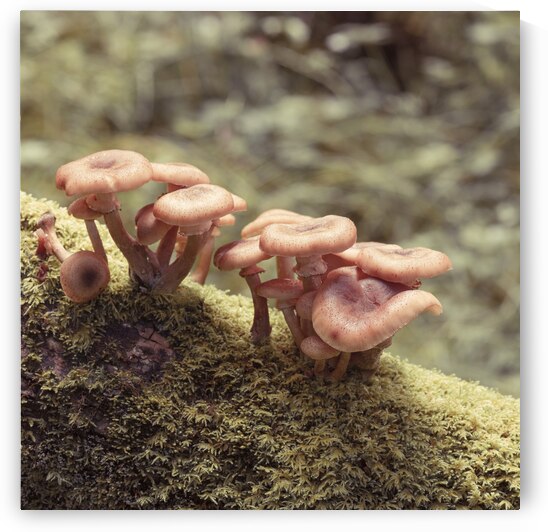 Mushrooms by Assaf Frank