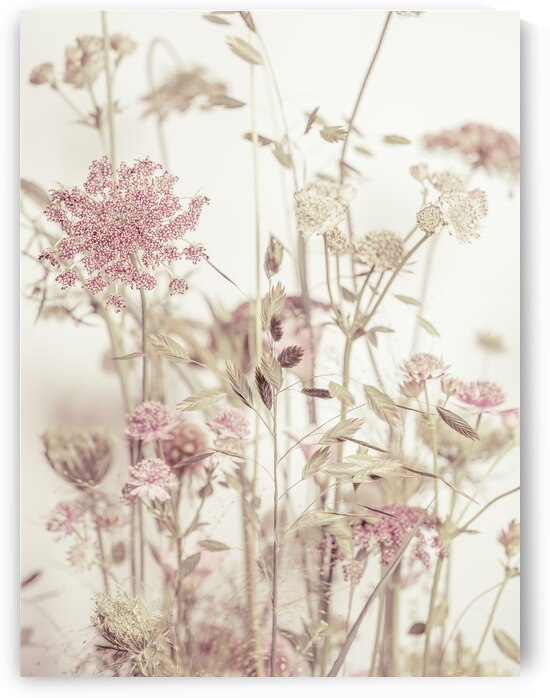 Blooming Flowers by Assaf Frank