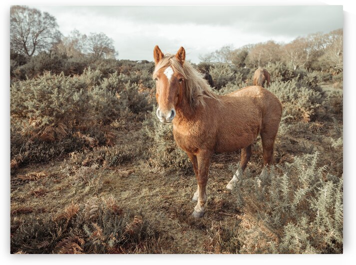 Graceful Wanderer by Assaf Frank