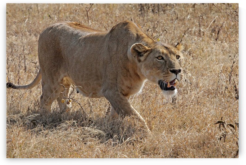 Lioness Stalking by Gill Billington