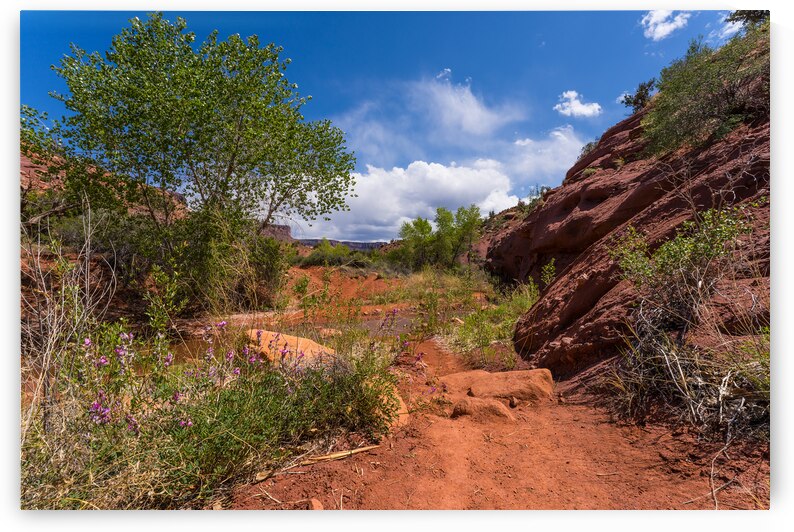 Professor Creek Trail Purple Flowers by Jennifer White