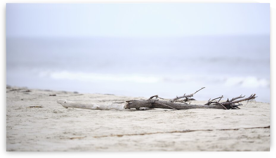 Beach Wood by Kamara Studio   Ultra High Resolution Mural Prints