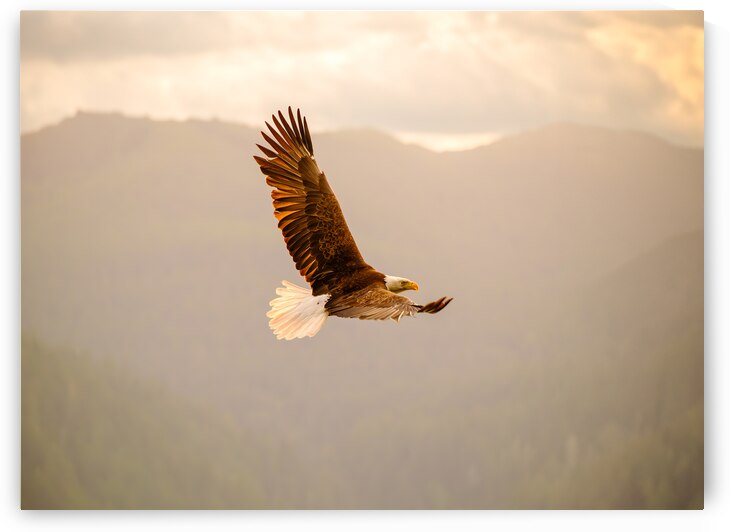 Soaring Eagle at Golden Hour by Brad Millett Photography
