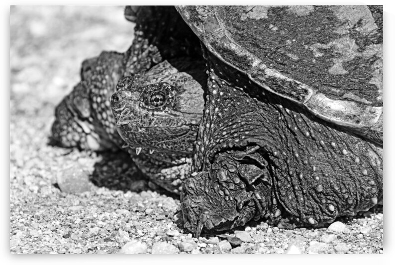 Snapping Turtle Black And White by Deb Oppermann