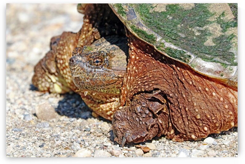 Snapping Turtle by Deb Oppermann