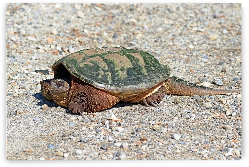 Slow Mover by Deb Oppermann