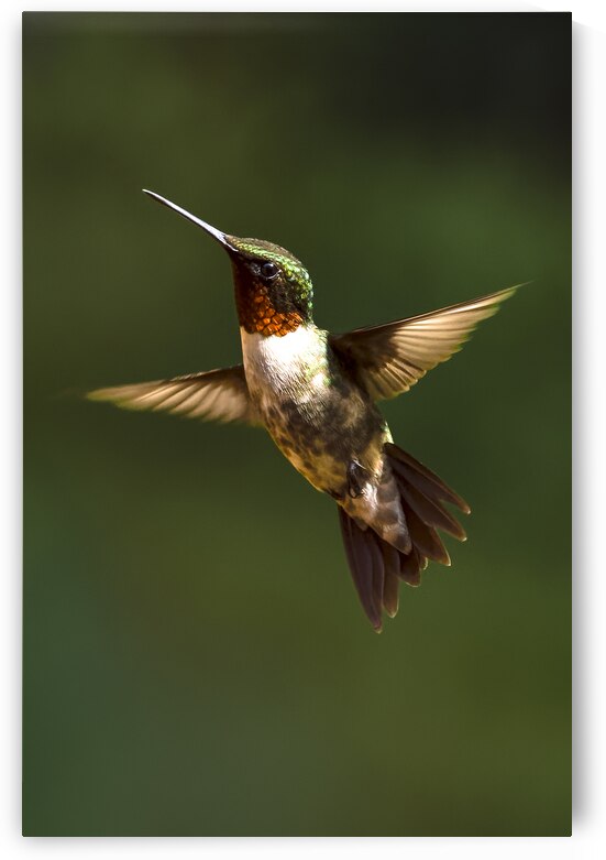 Male Ruby Throated Hummingbird by Norma Brandsberg Photography