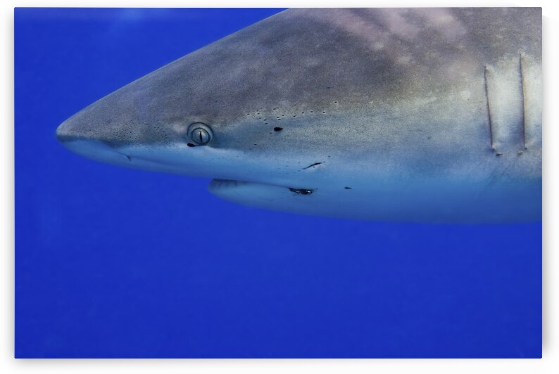 Chummy by DeepEarth Photography