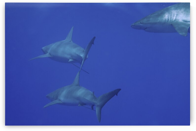 Experience by DeepEarth Photography