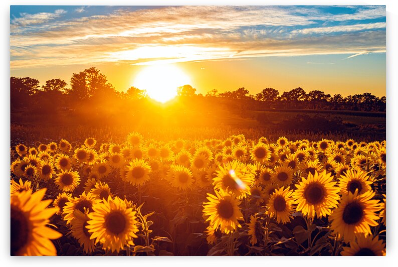 Sunflower Field Sunrise by One Simple Gallery