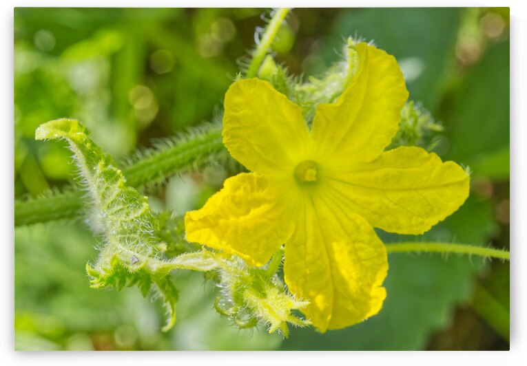 Yellow Cucumber Flower by Iris H Richardson